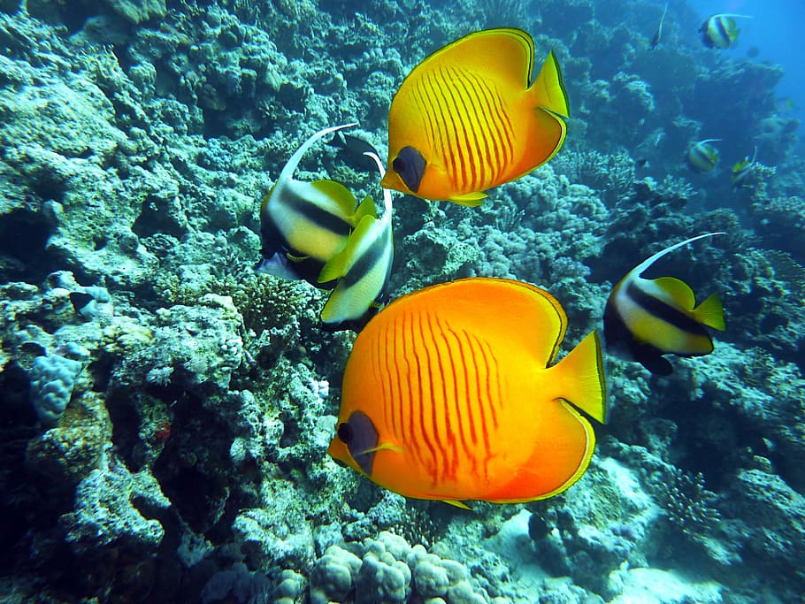 two angel fishes and orange fishes, diving, underwater, dive HD wallpaper