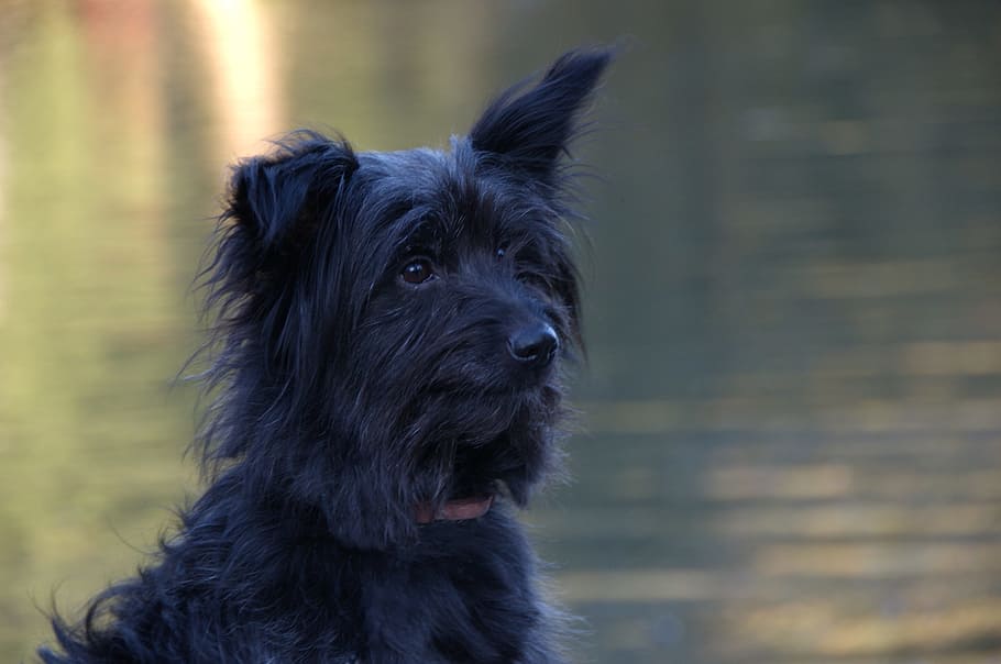 Dog, Head, Pet, Dog Head, side, animal portrait, ears, hybrid HD wallpaper
