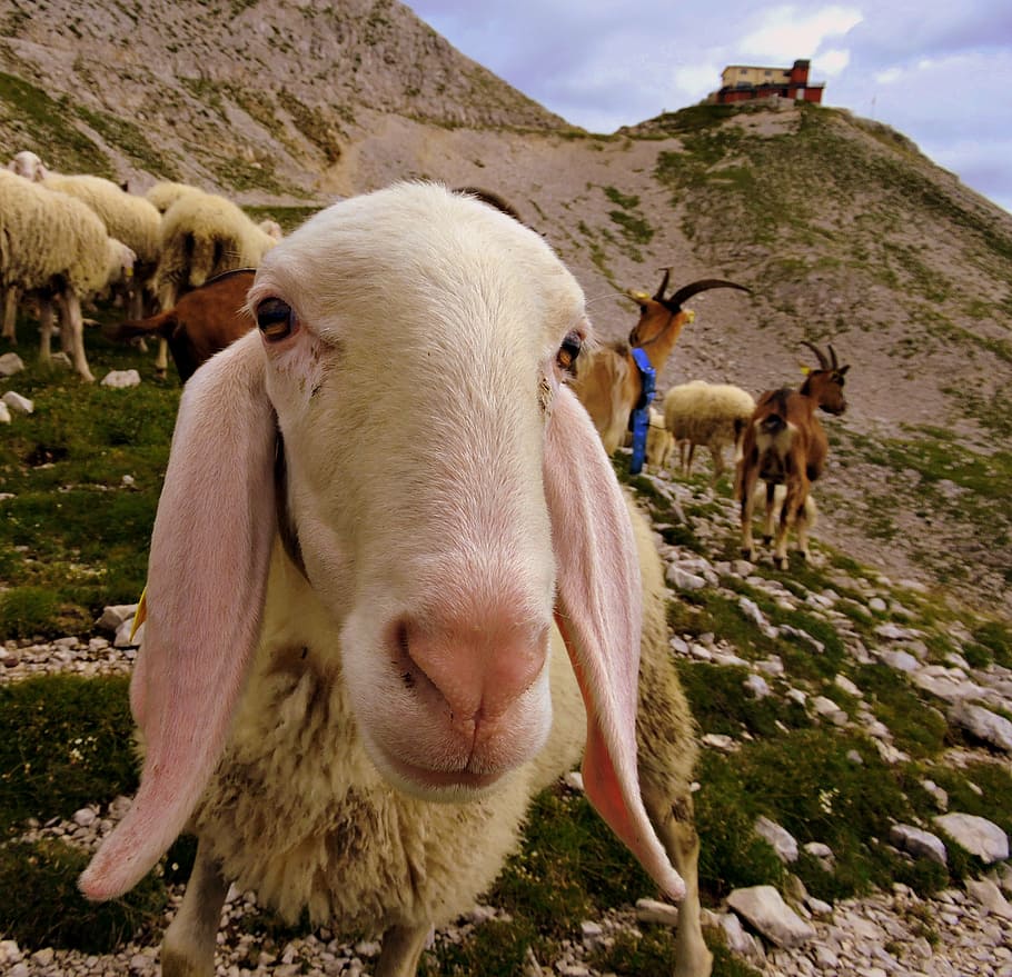 sheep, flock, animal, mountain, grass, first floor, refuge HD wallpaper