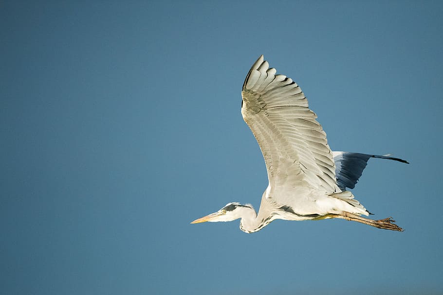white pelican in flight, flying white bird in the sky, heron HD wallpaper