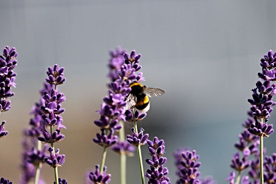 Hummel, Lavender, Insect, Violet, Nature, summer, purple, garden HD wallpaper