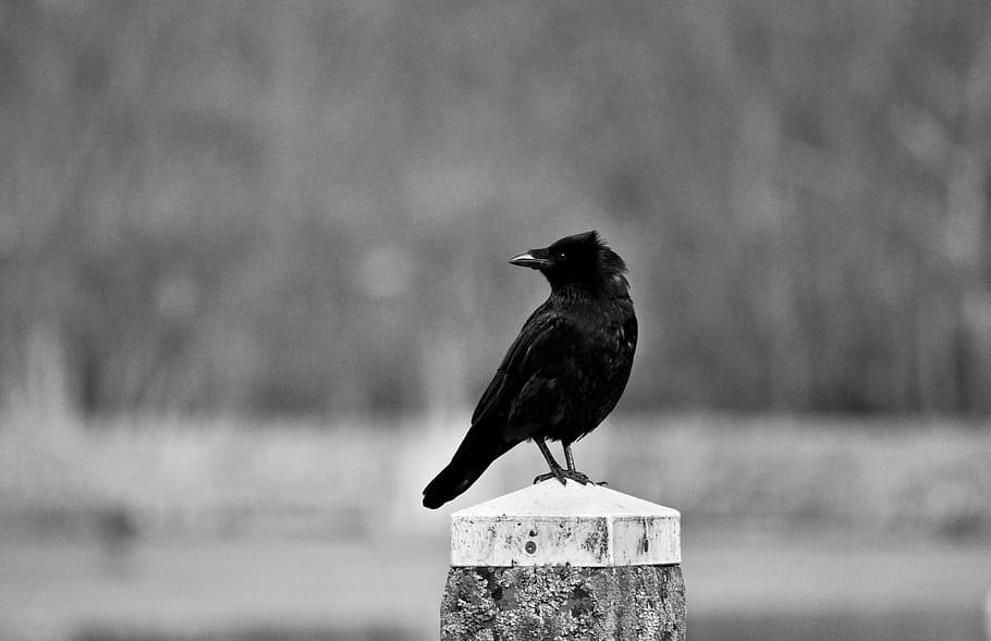 selective photo of raven bird perch on tree trunk, crow, corvus