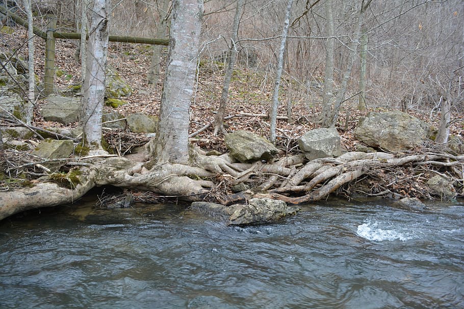 root, stream, tree, bank, water, creek, river, flow, nature HD wallpaper