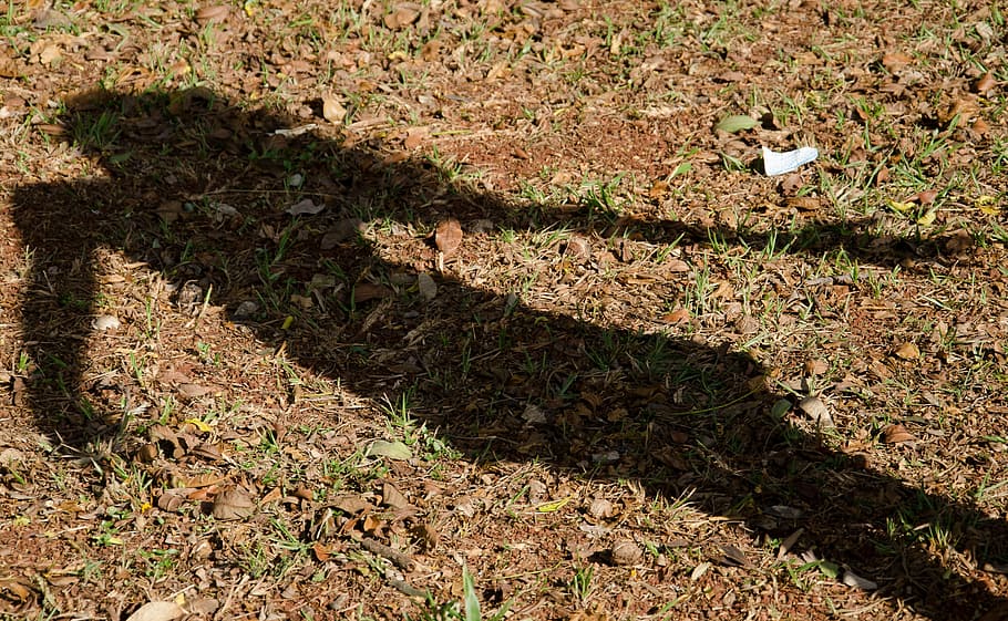 shadow, girl, stub, grass, sunlight, plant, nature, land, day HD wallpaper