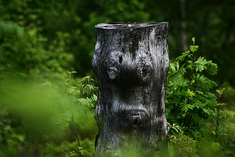 tree, tree stump, nature, forest, sawed off, log, wood, broken HD wallpaper