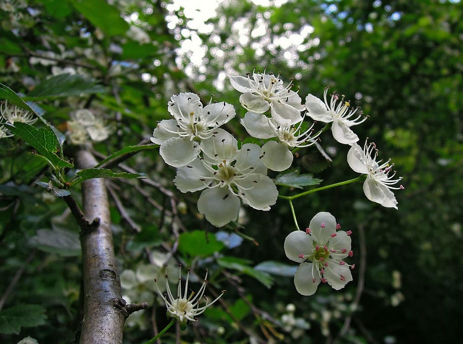 Nature, Tree, Blossom, Bloom, Flowers, petals, white, close HD wallpaper