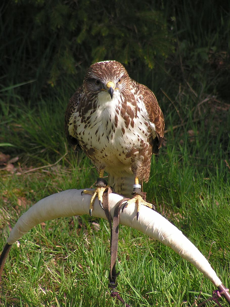 Buzzard, Buteo Buteo, Falconry, Training, breeding raptors, HD wallpaper