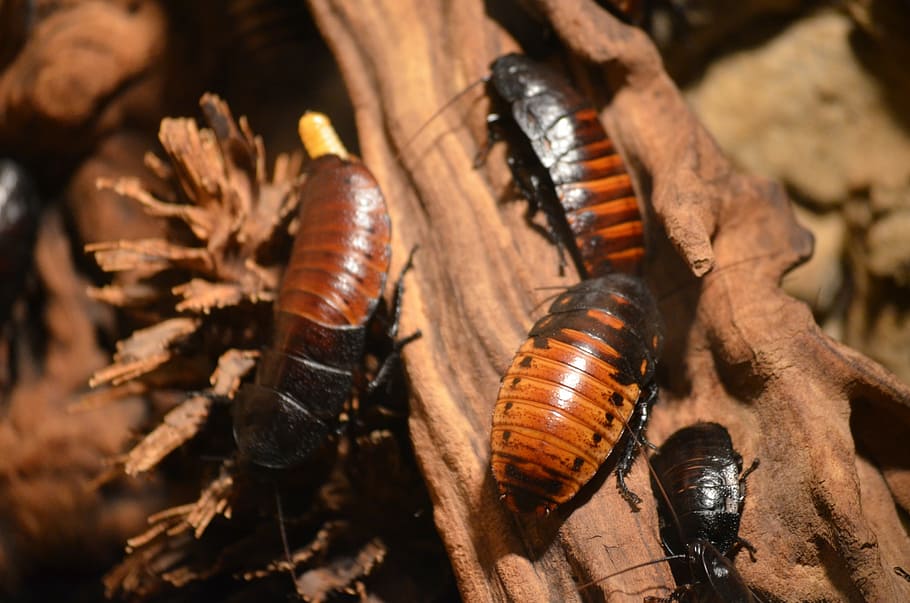 three brown cockroaches, animals, insect, nature, bee, animal themes HD wallpaper