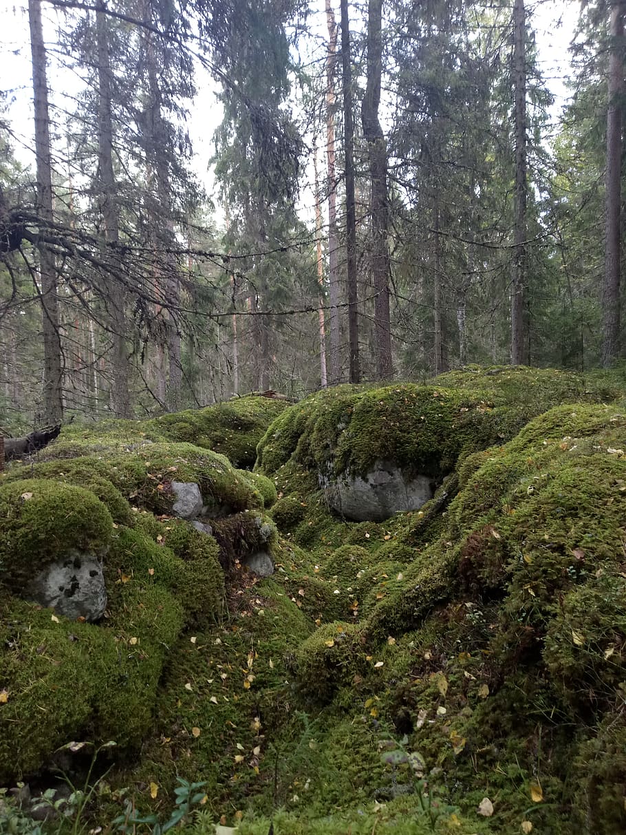 nature, forest, moss, tree, plant, land, tranquility, day, growth HD wallpaper