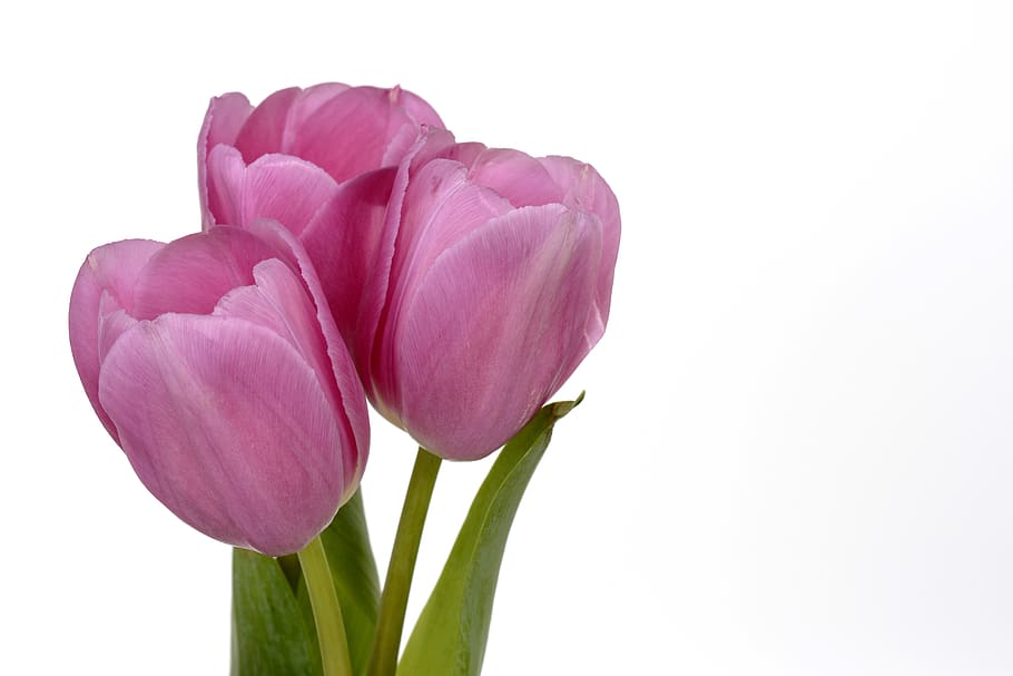 three pink tulips, flowers, leaves, spring, close, nature, spring flowers, HD wallpaper