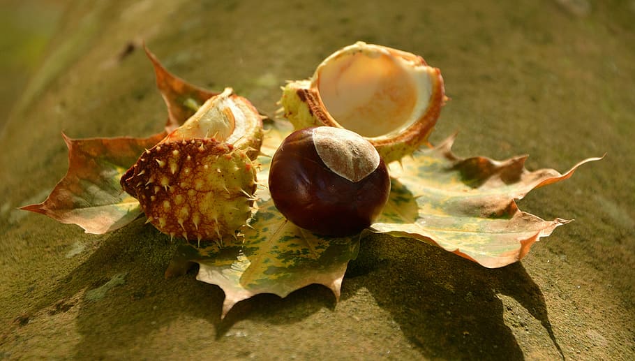 green leaf, chestnut, autumn, golden october, leaves, spur, shell, HD wallpaper