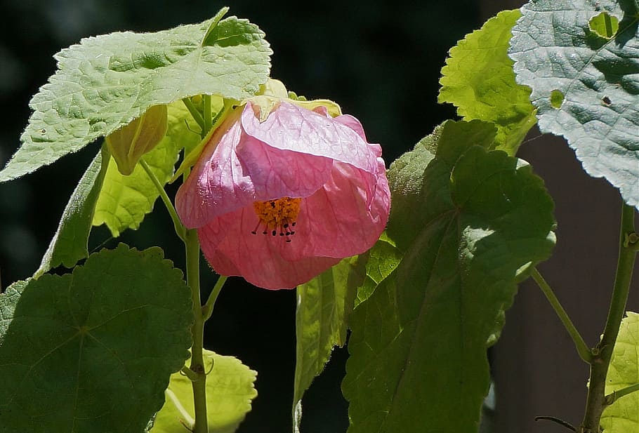 flowering maple, container plant, garden, deck, pink, blossom HD wallpaper