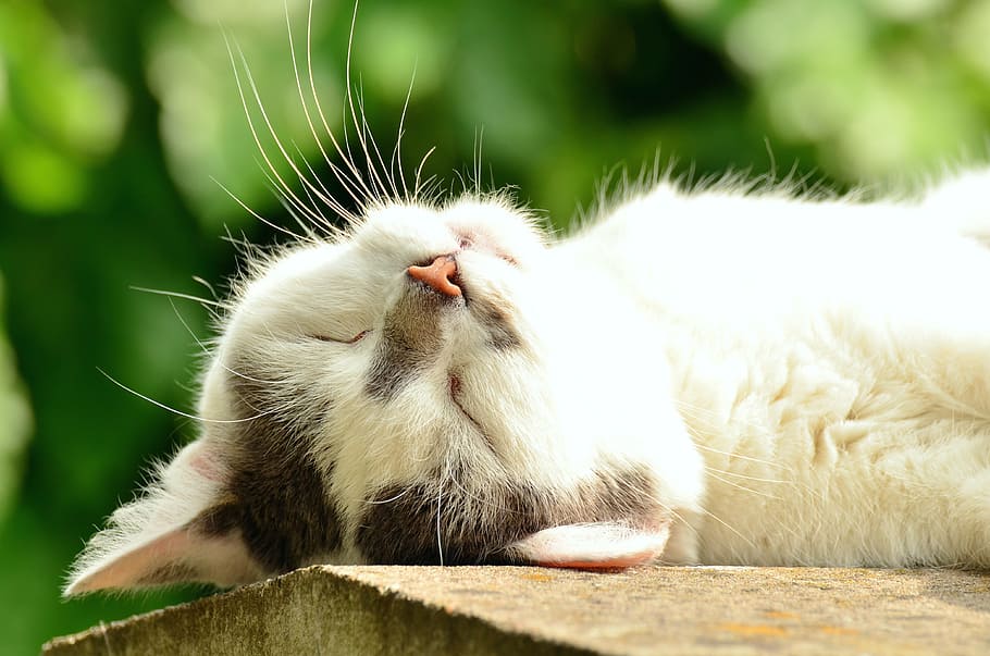white and black cat on brown wood, cat face, sleep, exhausted HD wallpaper