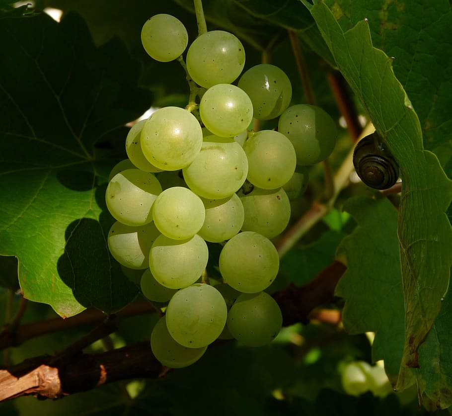 wine, berry, green, fruit, healthy eating, food and drink, leaf HD wallpaper