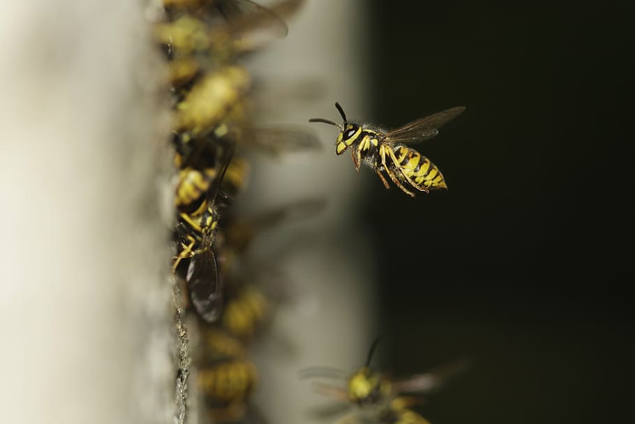 the hive, compound, wing, probe, yellow, striped, insect, black HD wallpaper