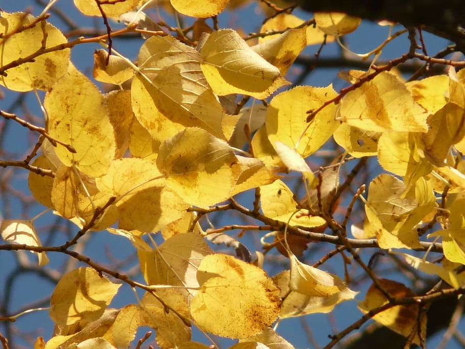 leaves, autumn, fall leaves, tree, coloring, golden, sky, branch HD wallpaper