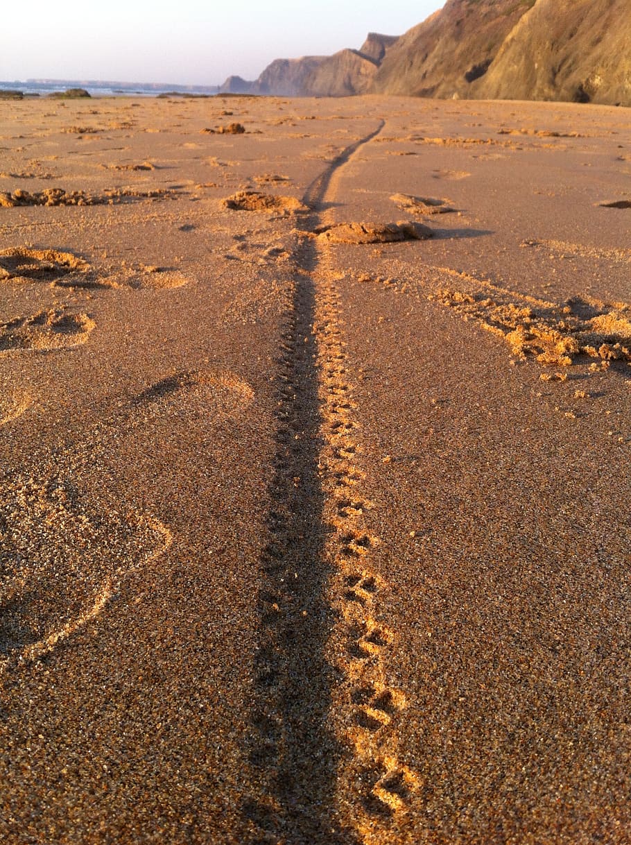 beach, track, sea, sand, coast, shore, trail, seashore, way HD wallpaper