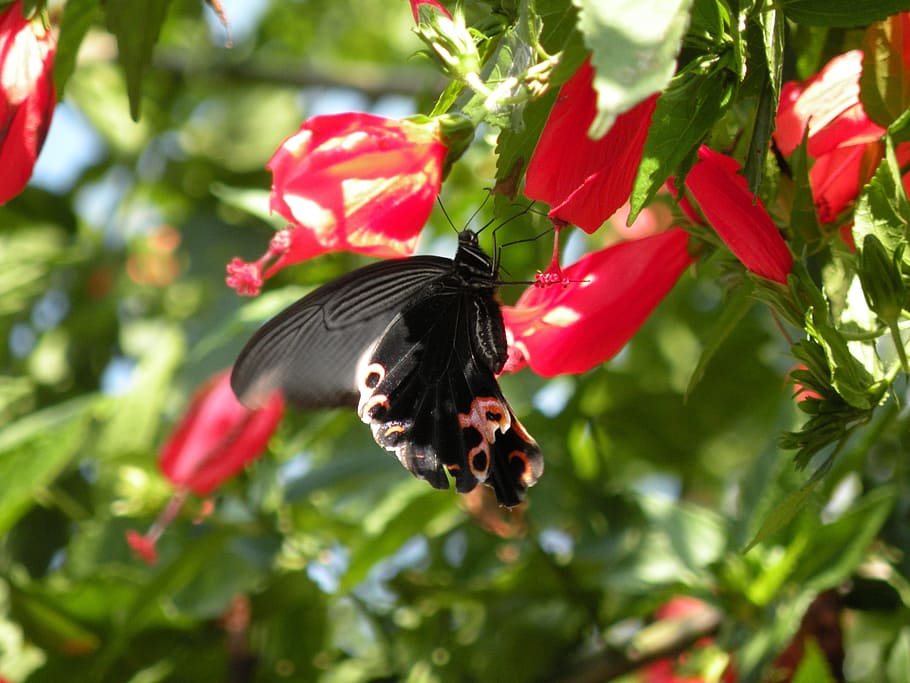 butterfly, red, nature, spring, plant, animal, leaf, plant part HD wallpaper