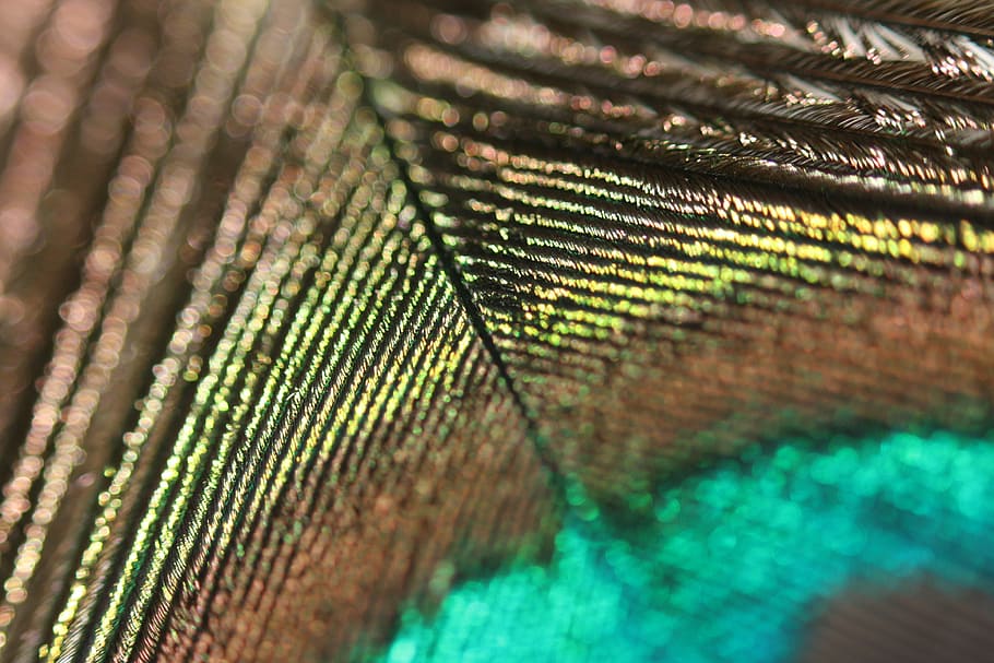 peacock, feather, background, wing, bird, colorful, macro, abstract HD wallpaper