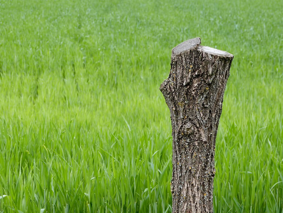 green grass field during daytime, tree, stump, dead, wood, nature HD wallpaper