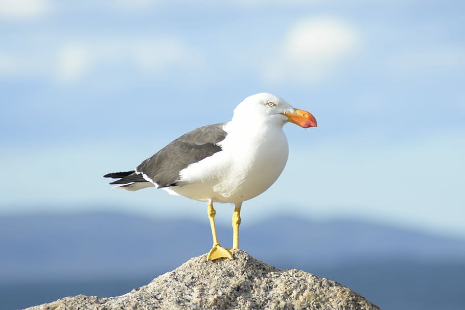 bird, seagull, nature, seabird, wildlife, animal, animal themes HD wallpaper