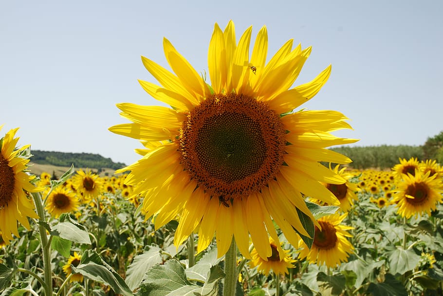 sunflower, insect, landscape, mark, summer, italy, natural HD wallpaper