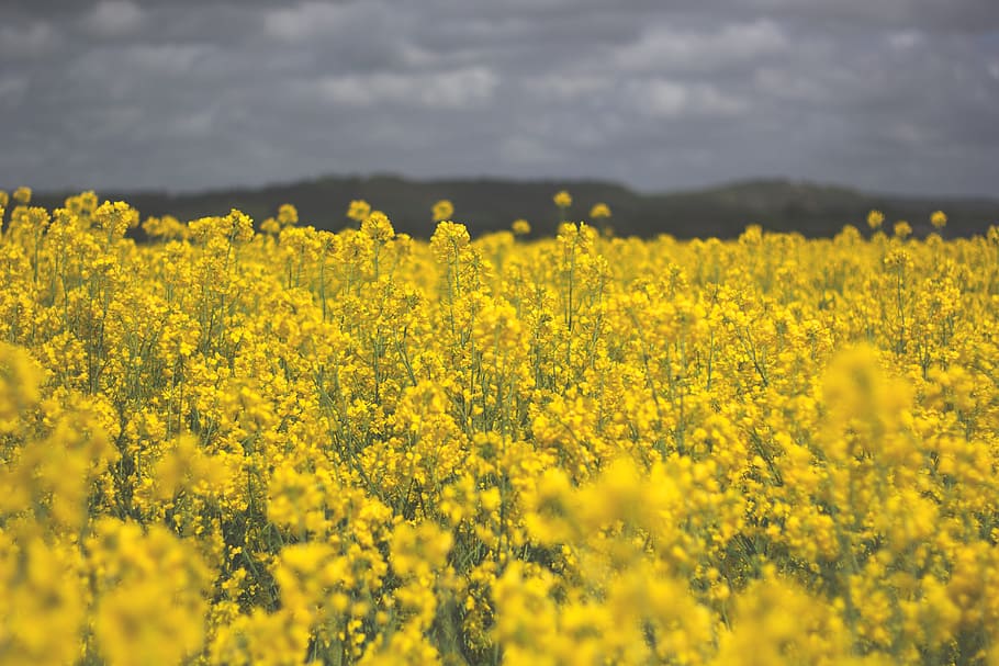 Field, Yellow, Flowers, Spring, Summer, nature, agriculture HD wallpaper