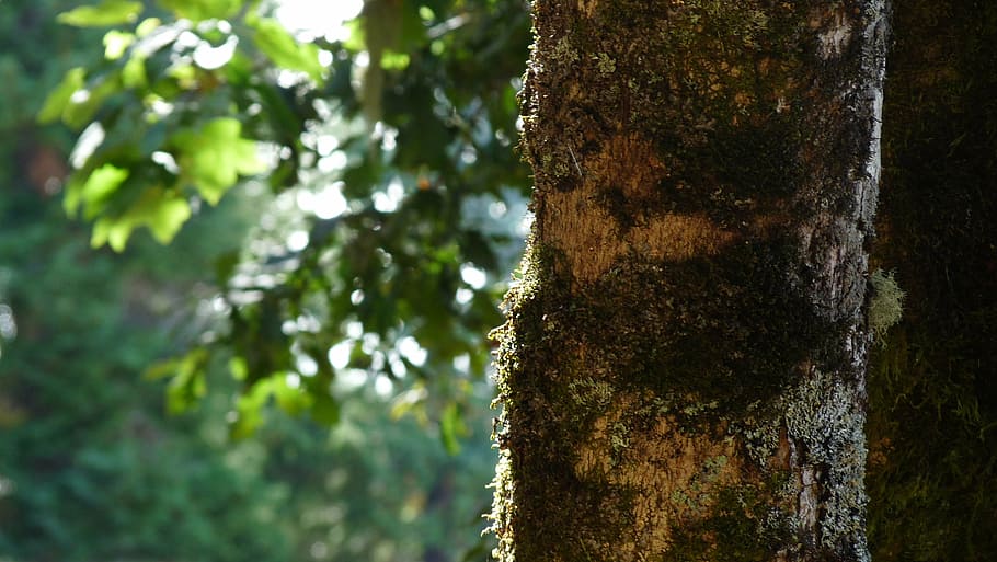 tree, framework, leaves, tree trunk, plant, growth, focus on foreground HD wallpaper