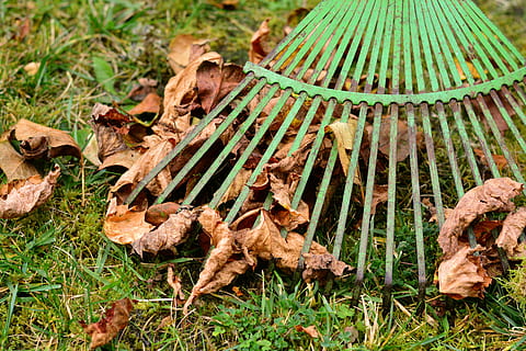 dried leaves on green rake, rake leaves, computing, autumn HD wallpaper
