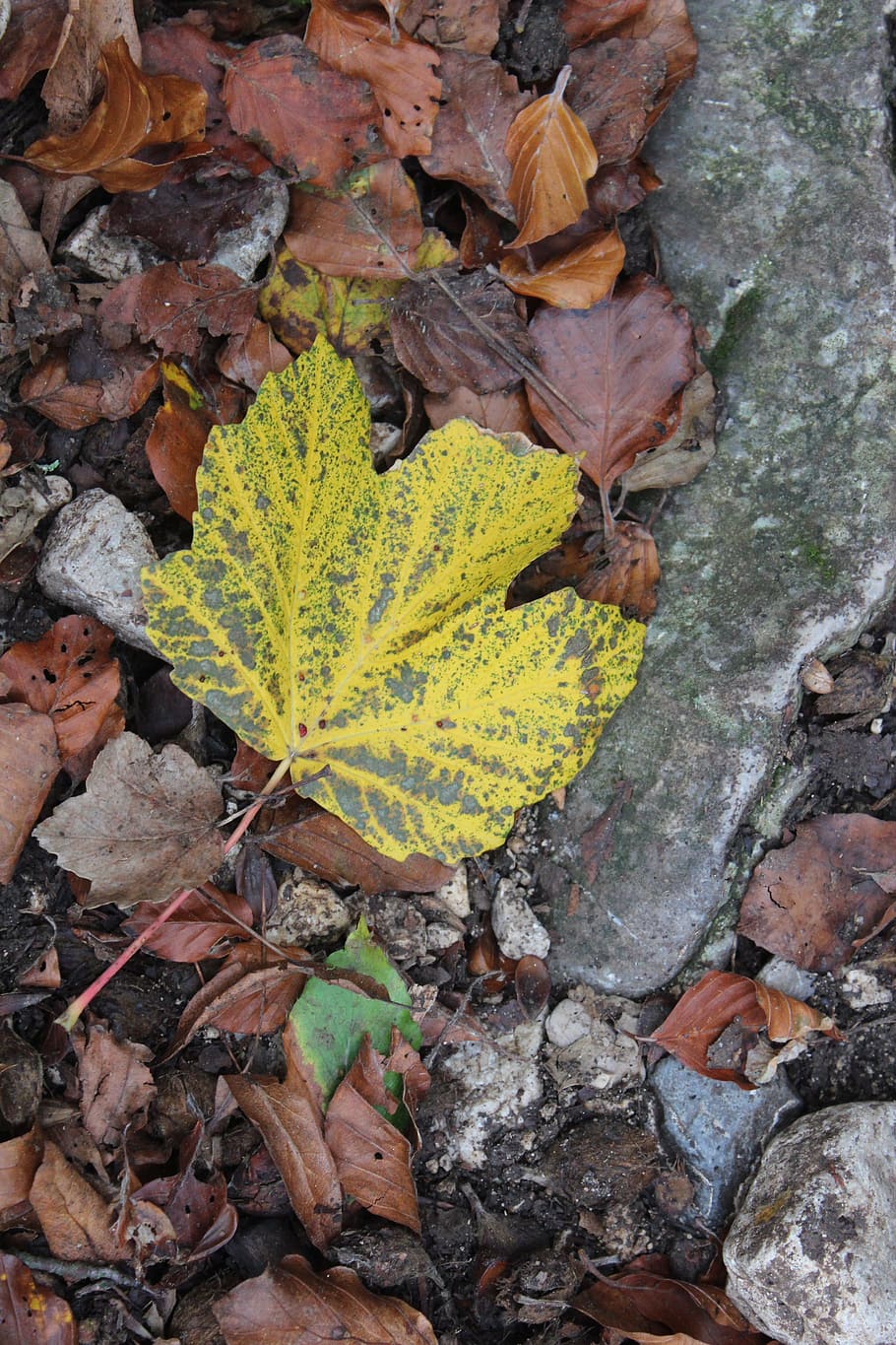 fall, leaves, autumn leaf, color, nature, golden autumn, forest HD wallpaper