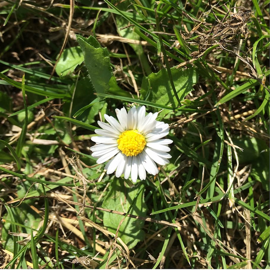 flower, denmark, summer, sol, flowers, natural, idyll, have HD wallpaper