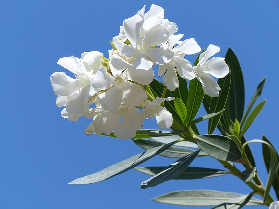 Oleander, White, Blossom, Bloom, bright, branch, flower, nature HD wallpaper