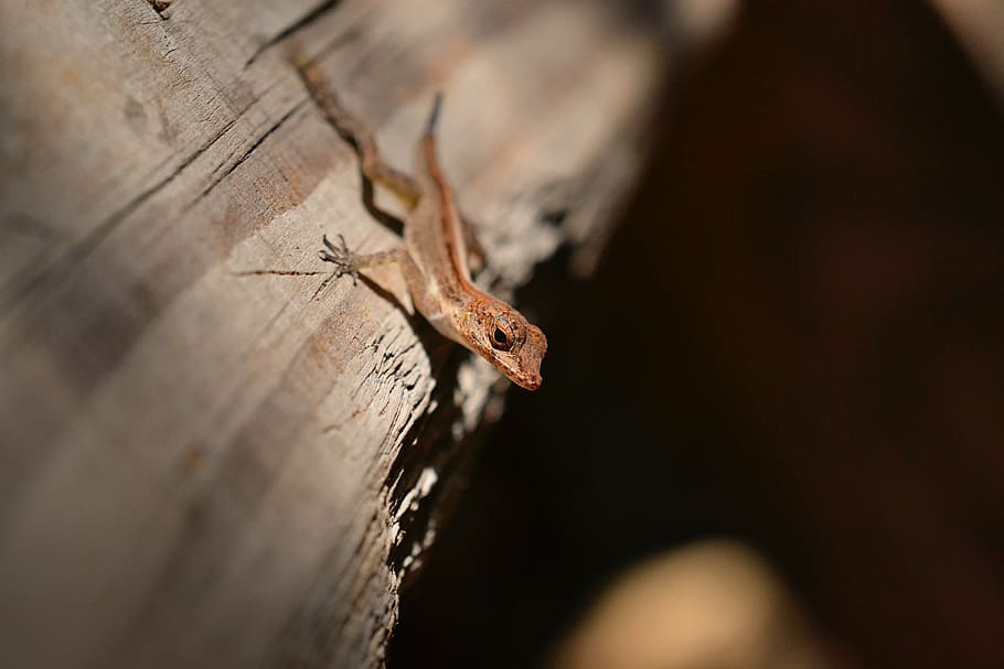 gecko, lizard, reptile, nature, wildlife, red, salamander, tail HD wallpaper