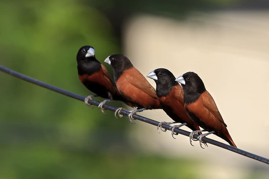 four birds on cable wire, feathers, nature, animals, animal themes HD wallpaper