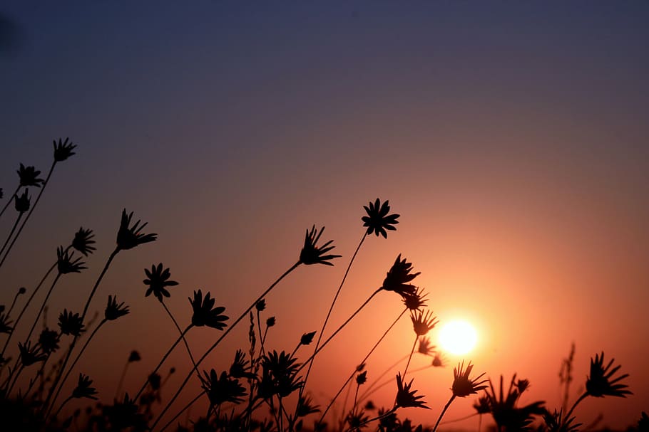 silhouette of flowers under sun, east, red, sky, landscape, nature, HD wallpaper