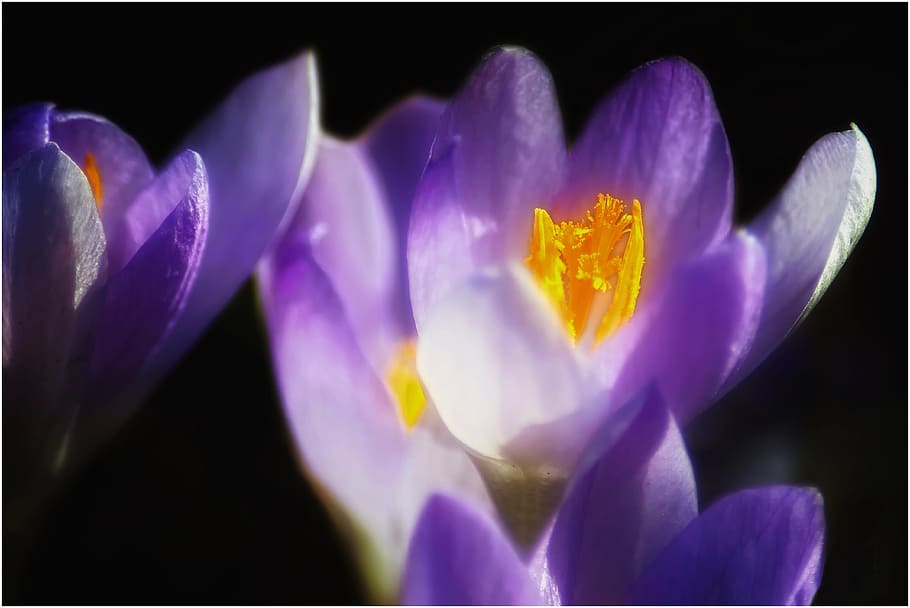 Crocus, Violet, Tender, Close, Flower, blossom, bloom, spring HD wallpaper