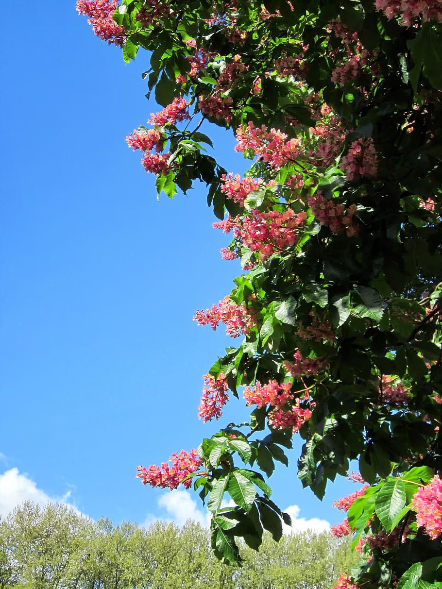 tree, bush, flowers, nature, outside, sky, beautiful, colorful HD wallpaper