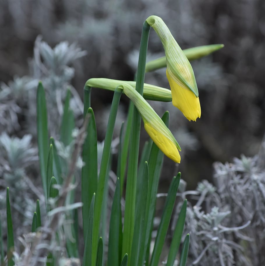flower, easter flower, narcis, spring, yellow, nature, green color HD wallpaper