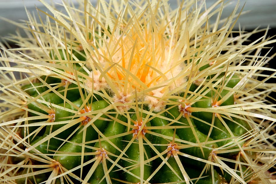 cactus, spine, succulent, prickly, sharp, growth, succulent plant HD wallpaper