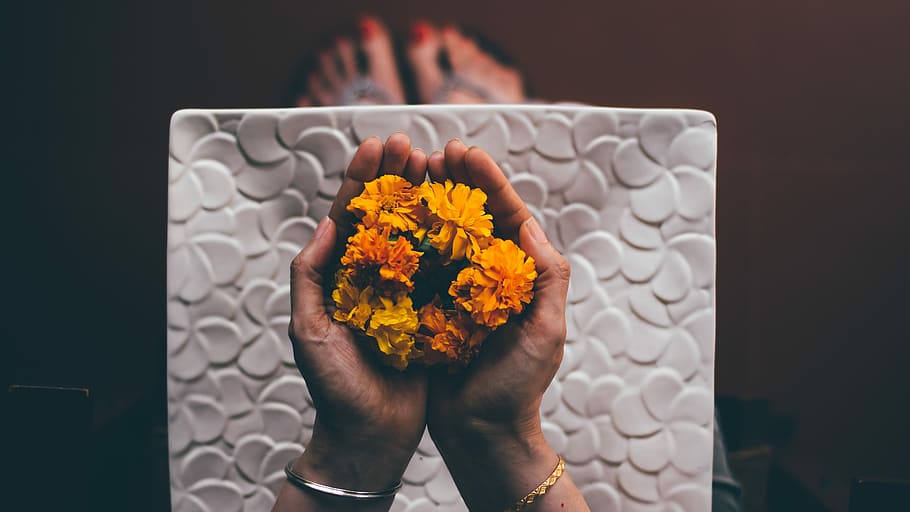 person hand holding yellow flowers, person holding orange marigold flowers, HD wallpaper