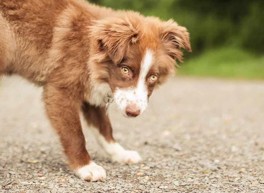 dog, pet, head, animal themes, mammal, one animal, domestic HD wallpaper