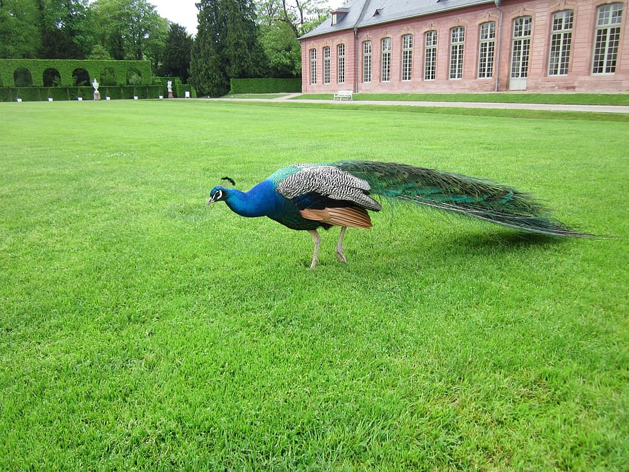 pavo cristatus, peacock, orangery, schwetzingen, captive, garden park, HD wallpaper