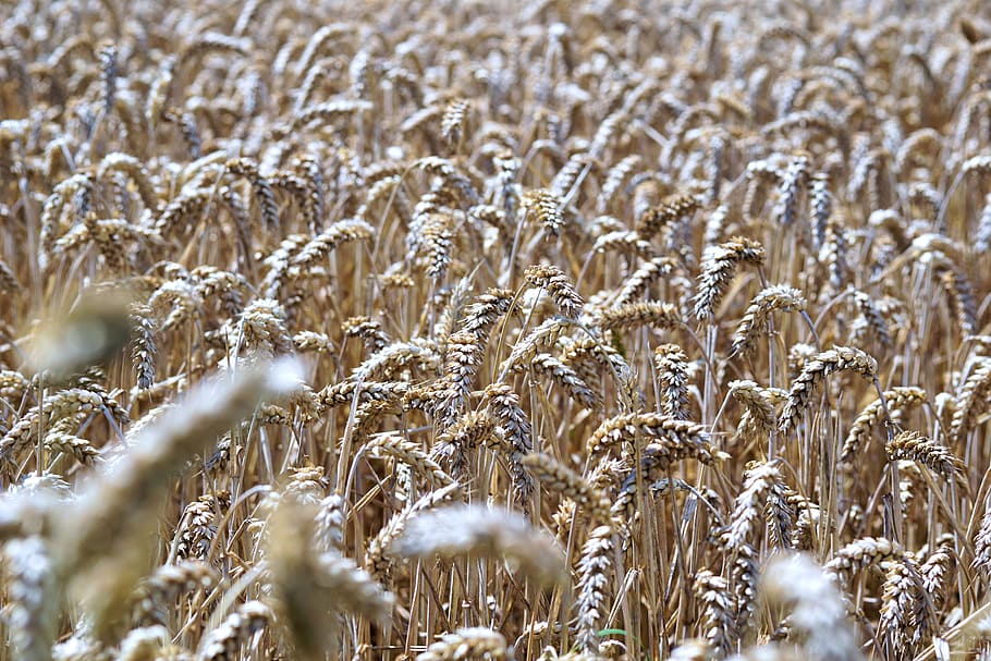 focus photo of wheats, cereals, grain, spike, nature, field HD wallpaper