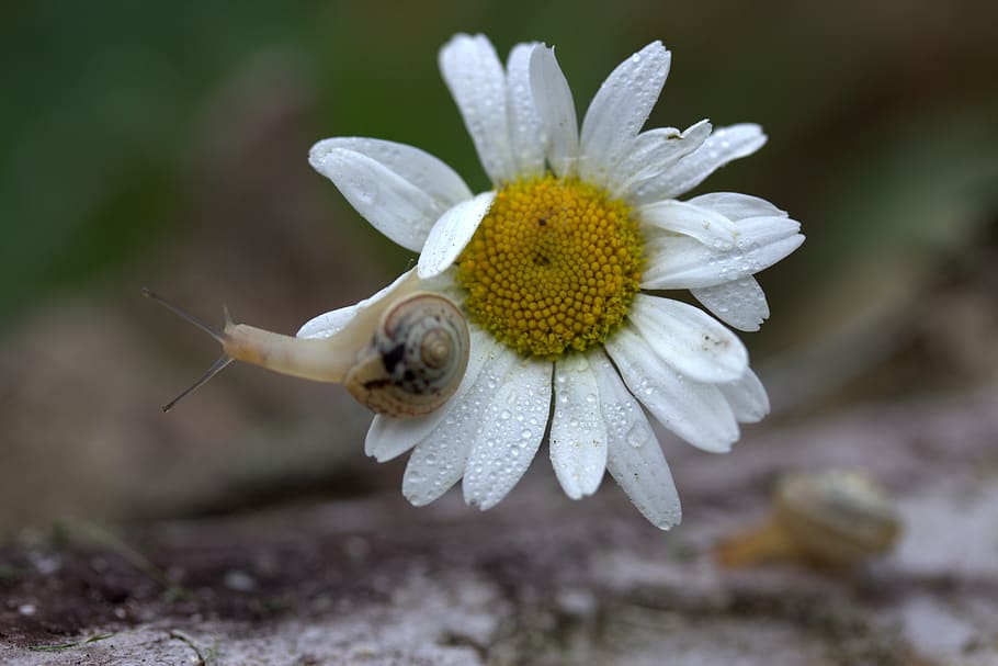 snail, daisy, petals, shell, flower, dew, flowering plant, fragility HD wallpaper