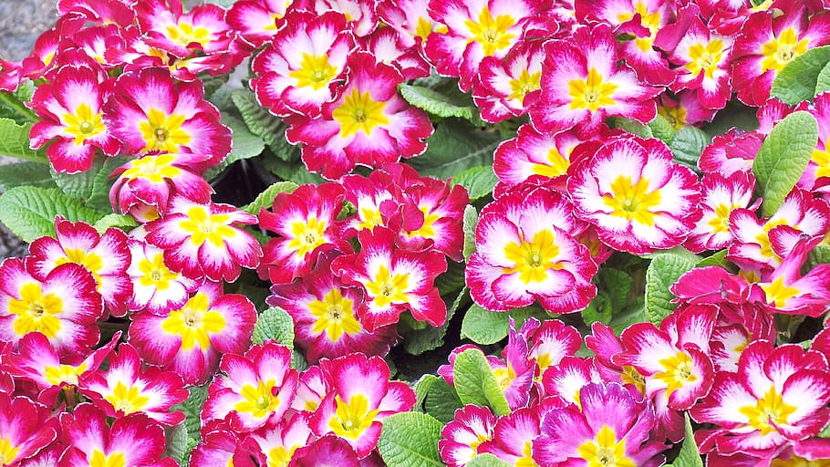 red-white-and-yellow primroses in bloom, primula, spring, spring flower HD wallpaper