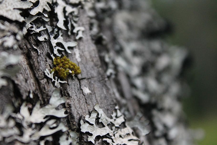 tree, moss, lichen, nature, forest, green, wood, closeup, blur HD wallpaper