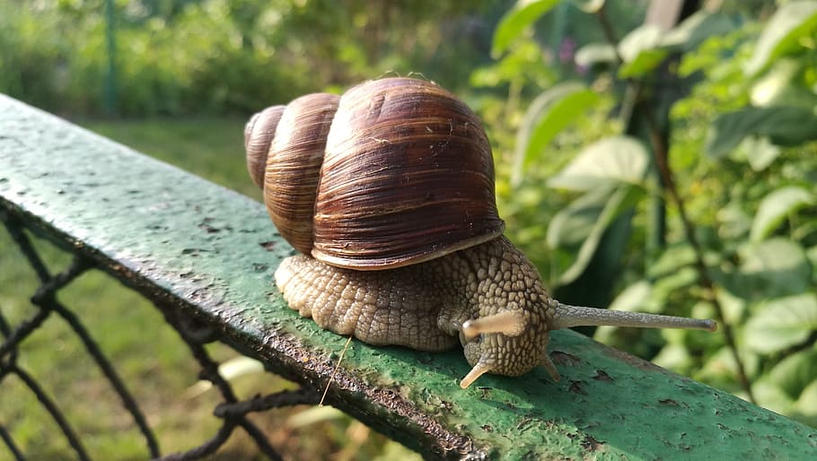 snail, nature, antennae, seashell, winniczek, green, molluscum HD wallpaper
