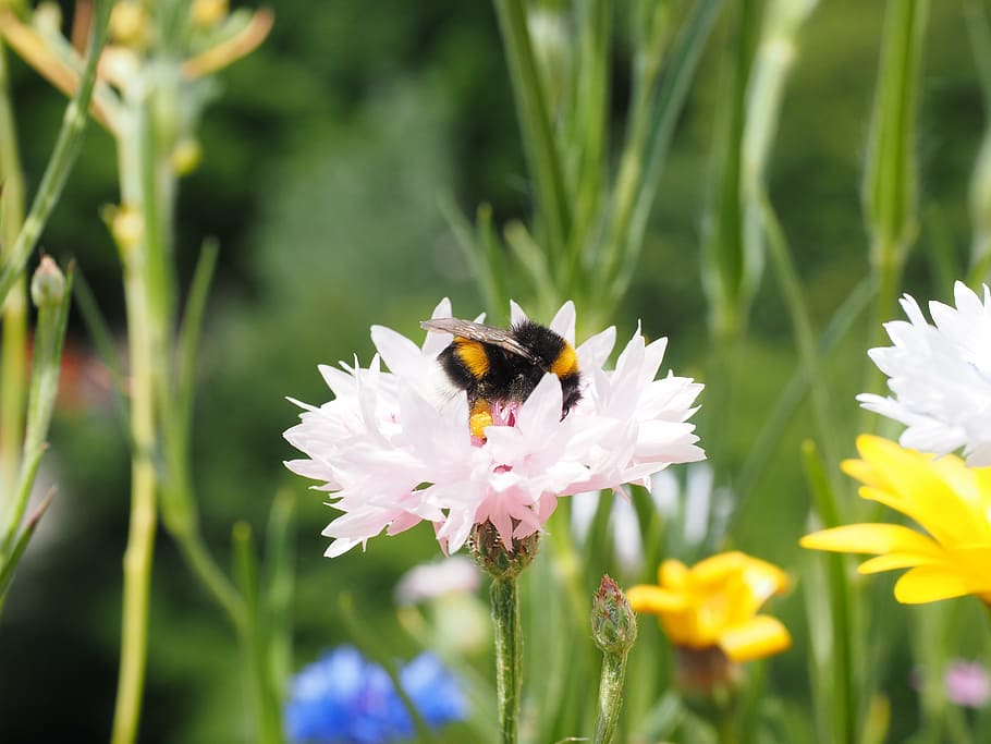 cornflower, blossom, bloom, pink, light pink, hummel, pollination HD wallpaper