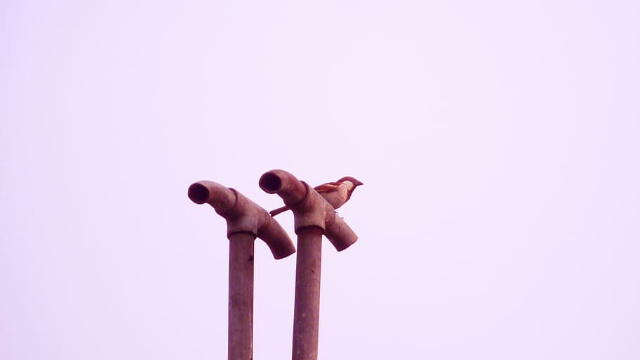 sparrow, bird, indian, tiny, small, little, rare, beak, brown, HD wallpaper