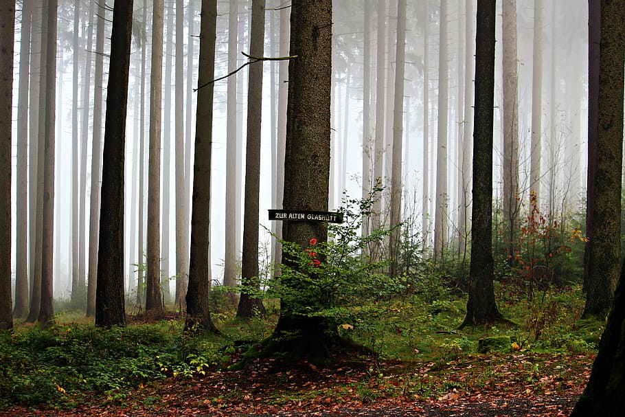 forest, away, forest path, glassworks, trees, autumn, trail HD wallpaper
